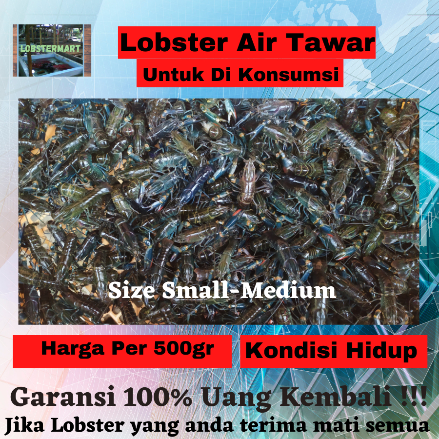 

Lobster air tawar Live konsumsi Hidup Crawfish hidup size small per 500Gr