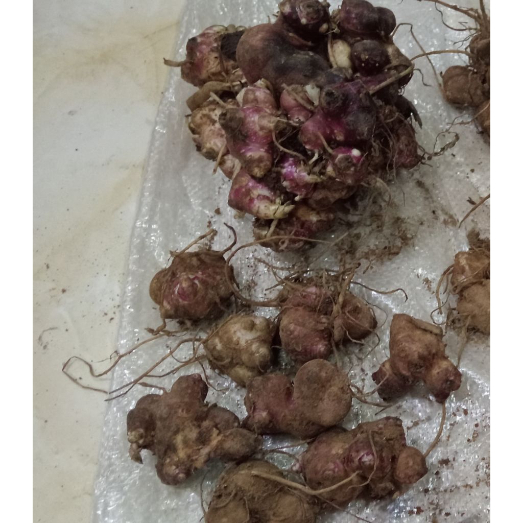 bibit ubi yakon wonosobo