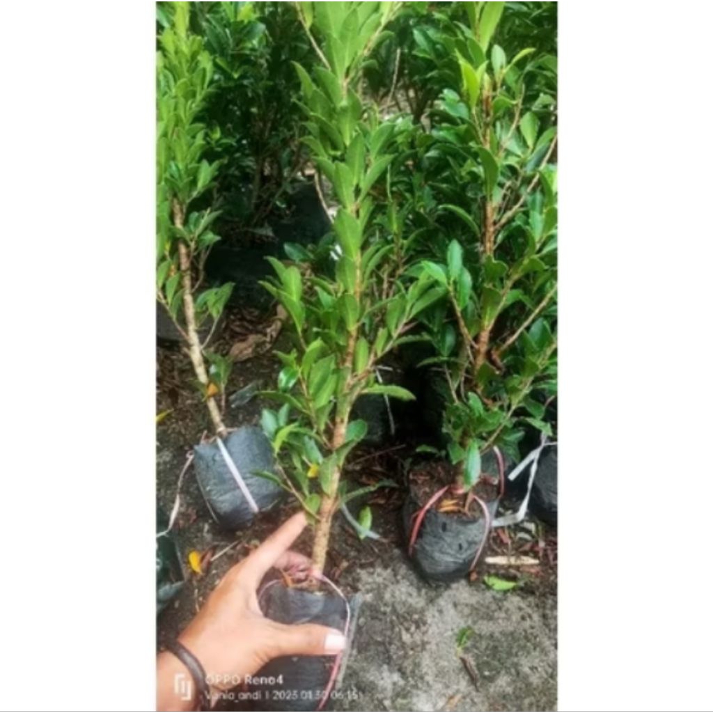 Bibit Bonsai Ficus elegan besar batang seukuran pulpen