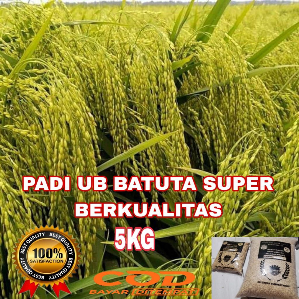 Benih/bibit padi UB 2 BATUTA SUPER UNGGUL kemasan 5KG.