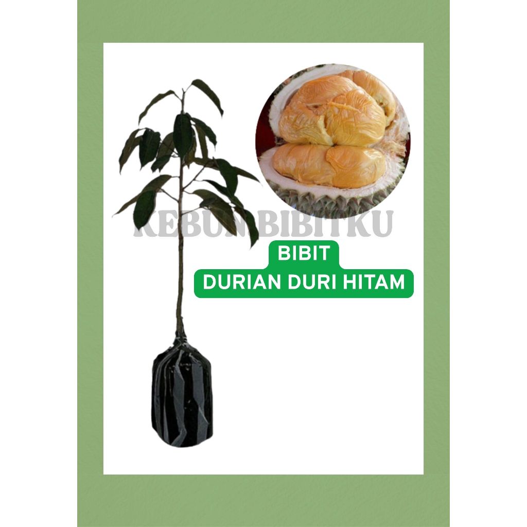 

ORIGINAL Bibit Durian Duri Hitam (Ochee) Tinggi 70 s/d 80 CM