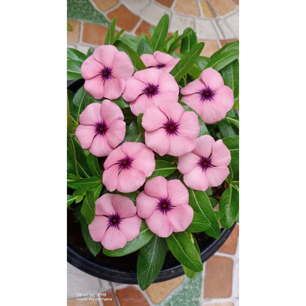 biji vinca Monet jepang
