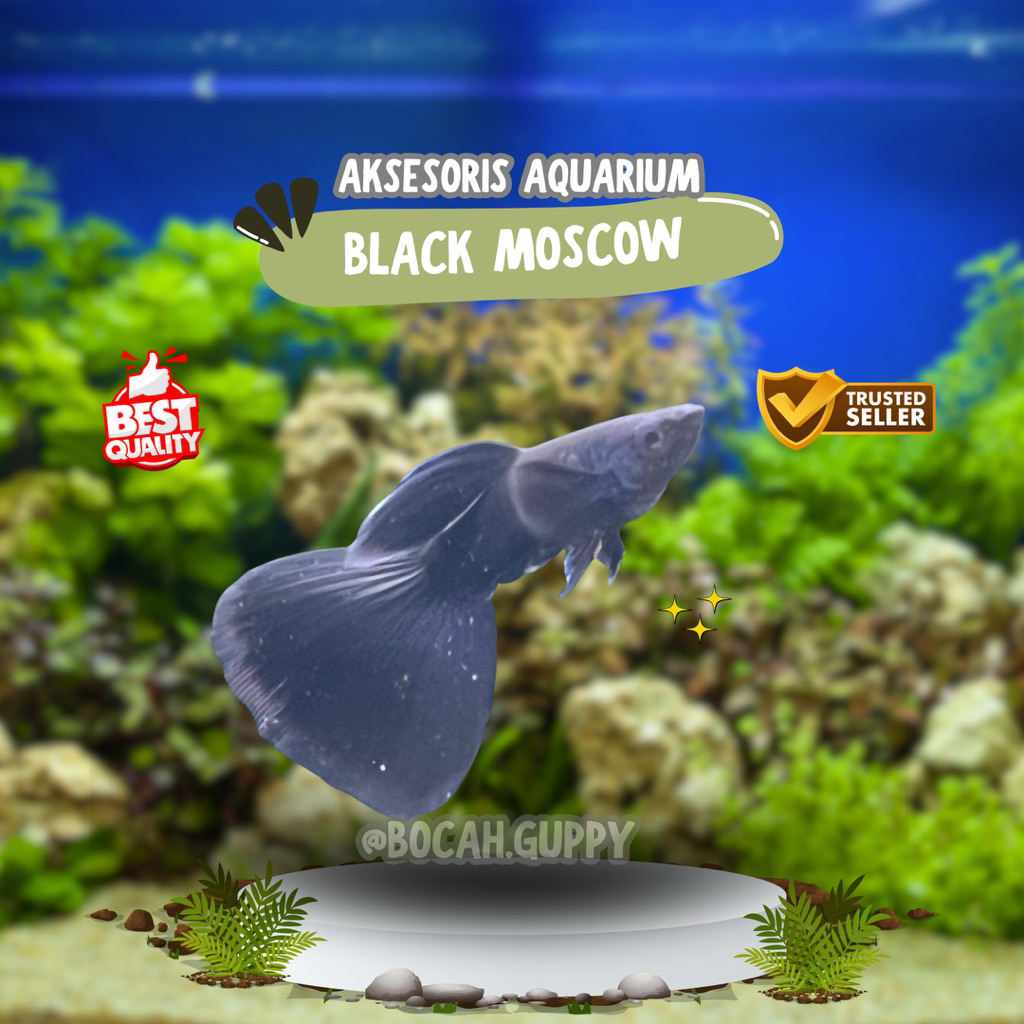 Aksesoris Aquarium sepasang Indukan Guppy Black Moscow