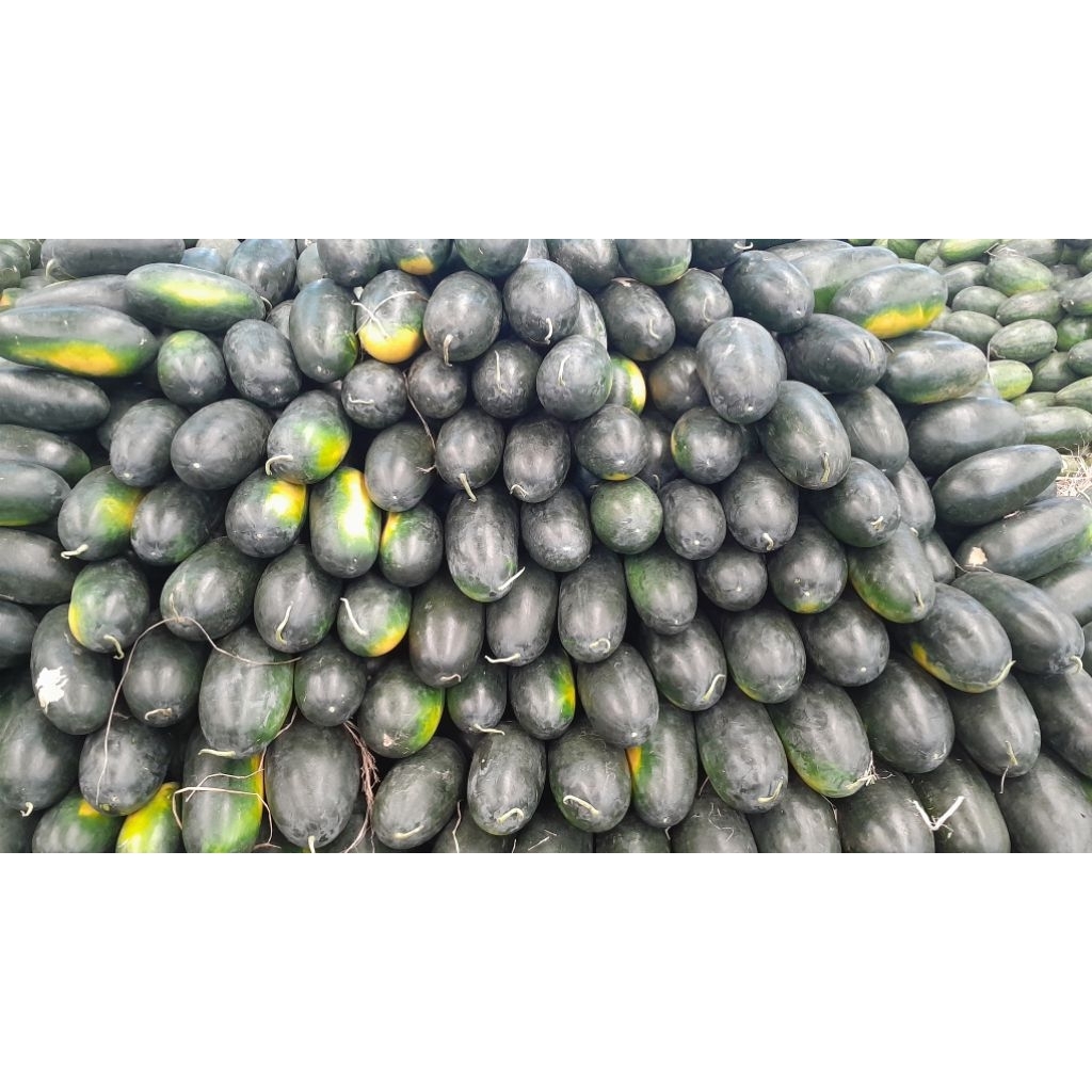 

semangka lonjong ( semangka inul )