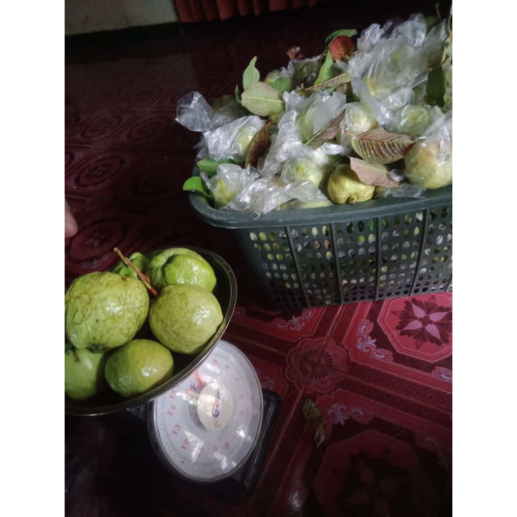 

jambu kristal super purwodadi