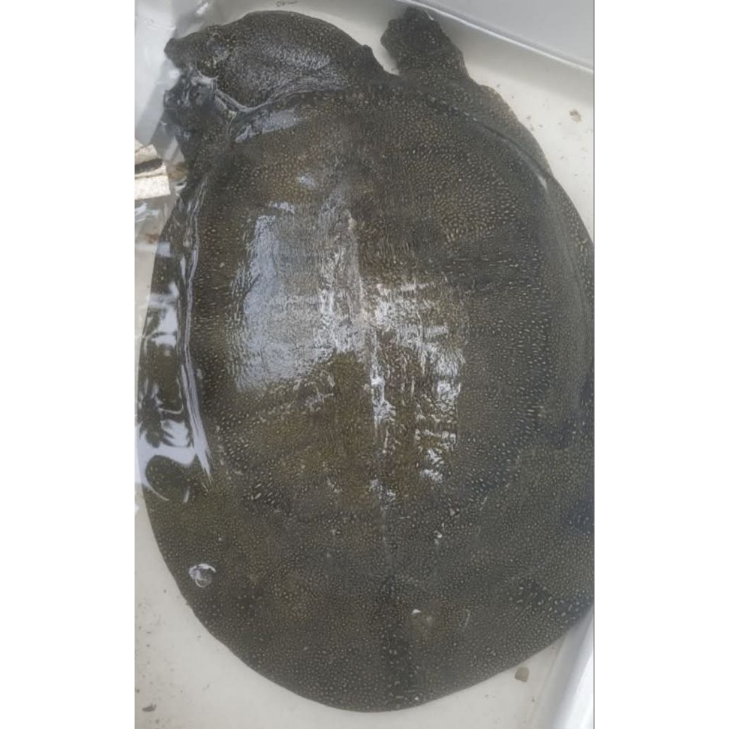 labi- labi / bulus / shoft shell turtle