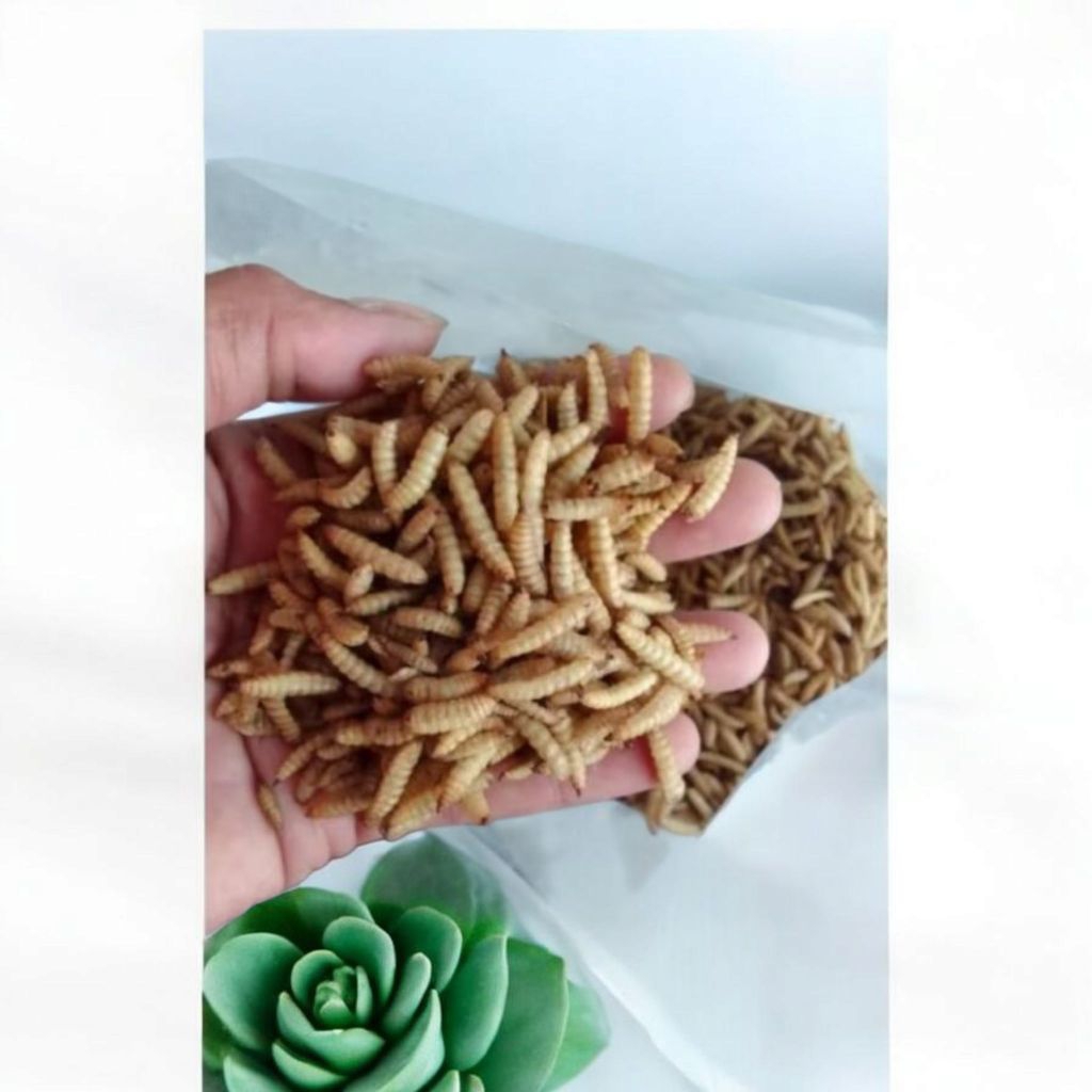 magot kering 350gr/Magot kering great A