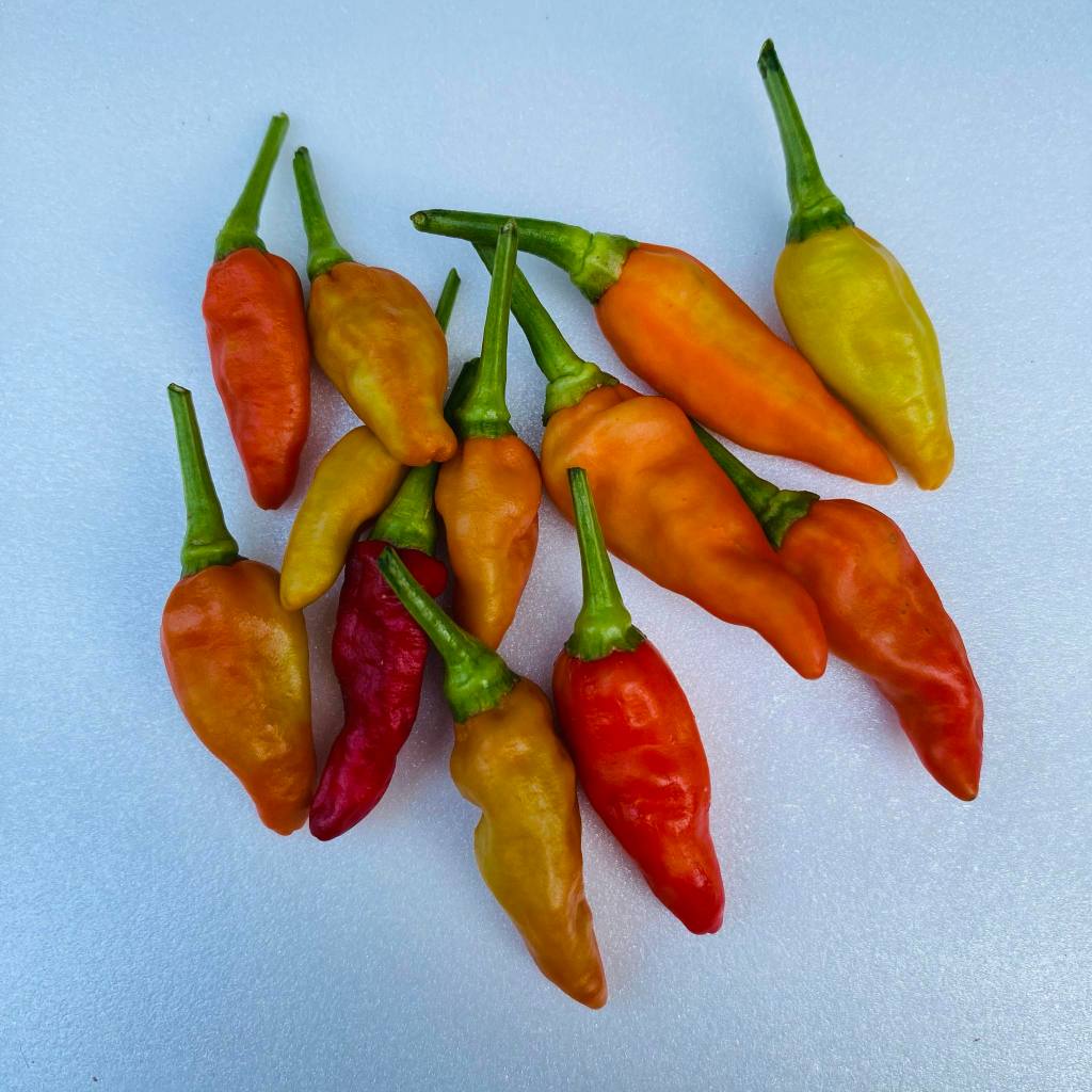 

Cabe Rawit Merah Hijau Super Fresh Berkualitas Tinggi isi 300gr