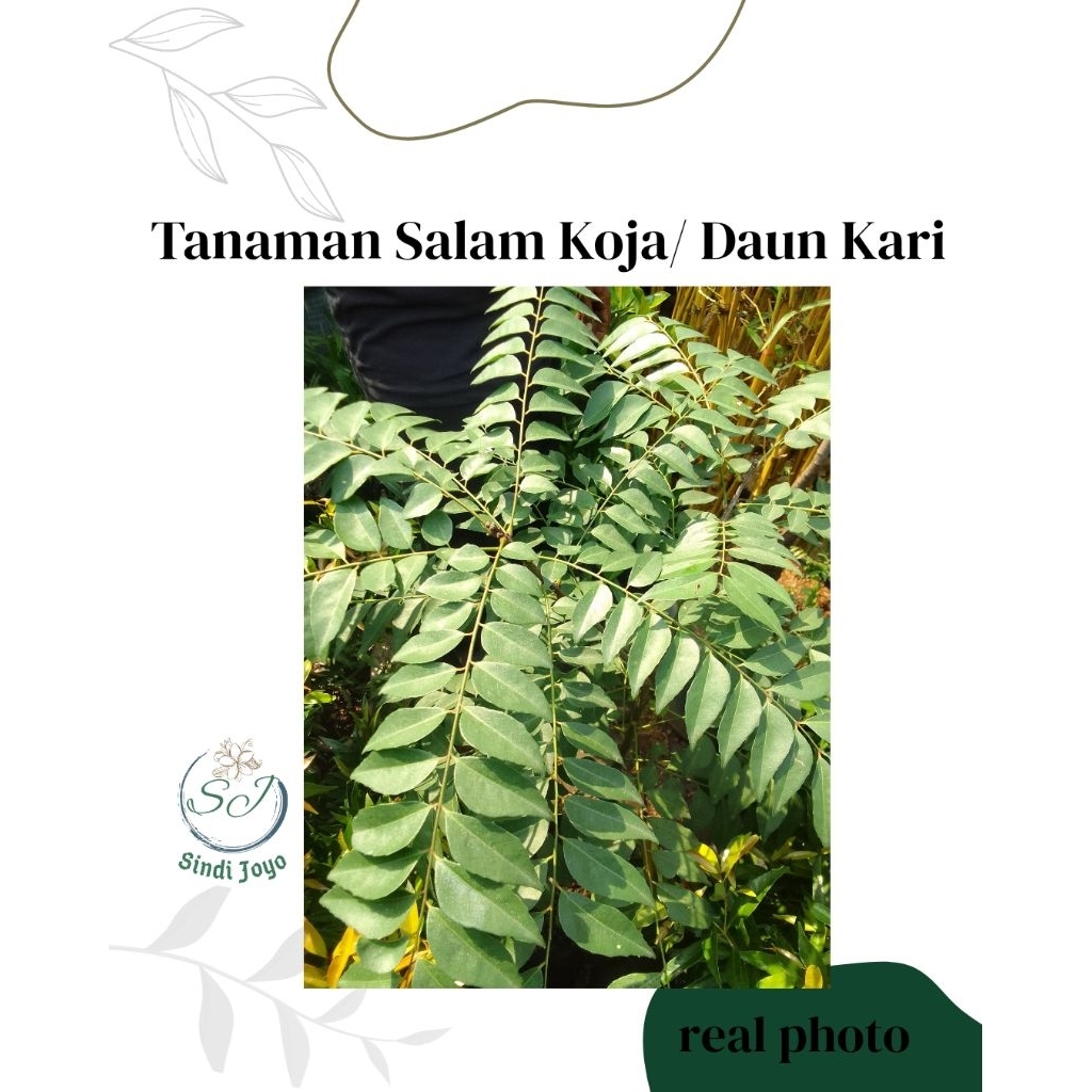 Tanaman Salam Koja Tanaman Daun Kari Bibit Salam Koja Pohon Salam Koja