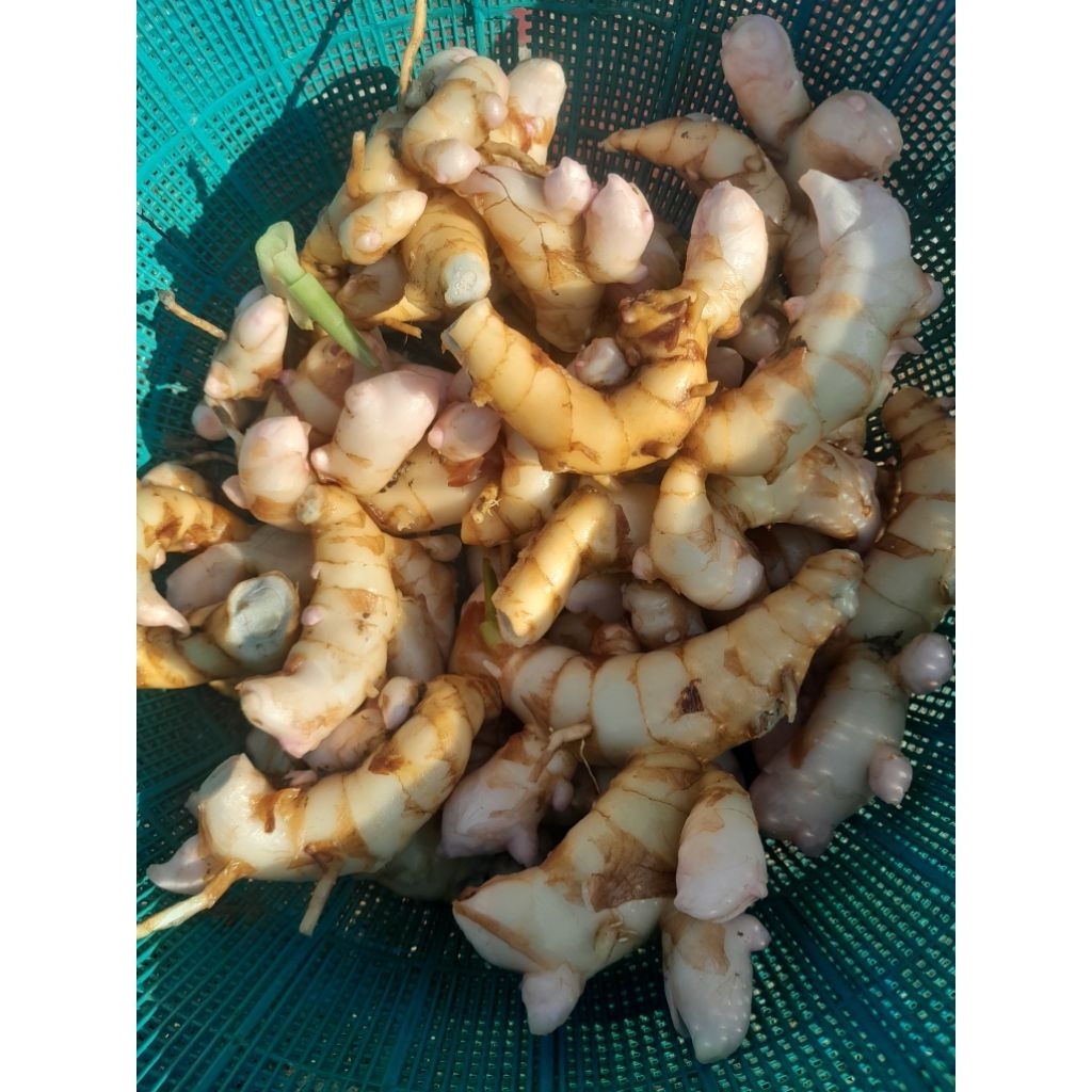 

Kunyit putih segar 1 kg fresh segar / bersih / Temu putih di ambil langsung dari kebun