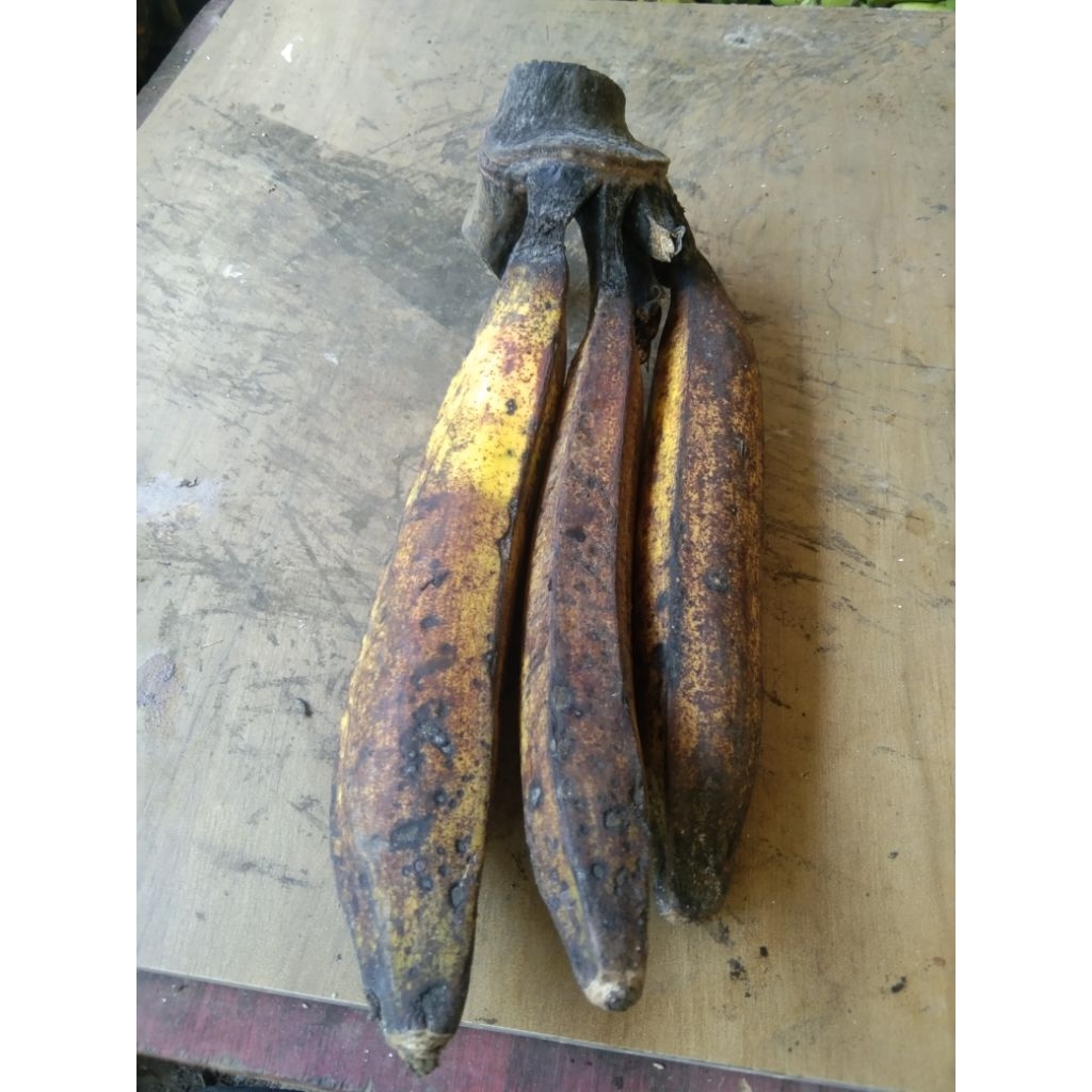 

pisang tanduk