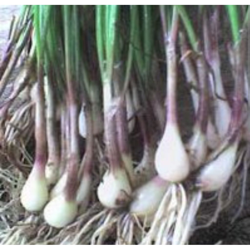 

Bawang lalap/gande/lokio