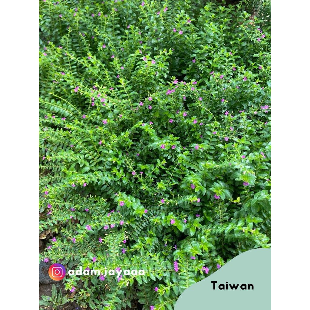 Tanaman Hias Taiwan Hidup | Tanaman Daun untuk Taman Minimalis, Pagar Hidup & Landscape
