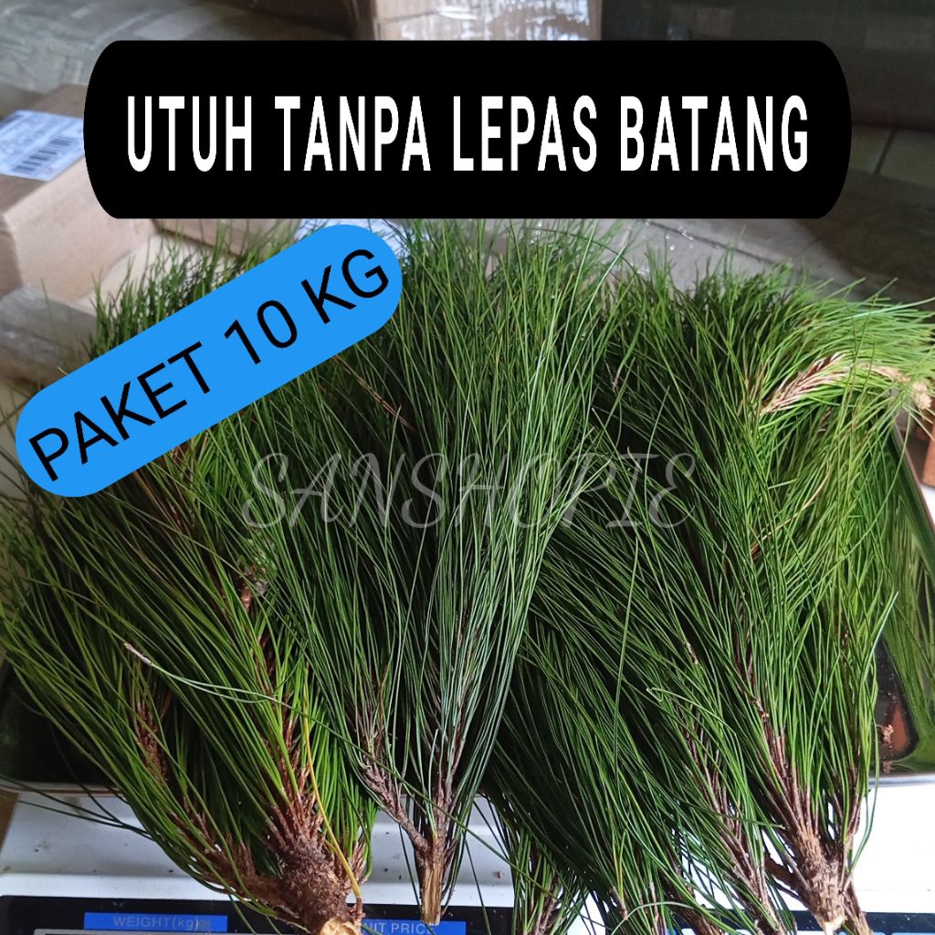 

DAUN PINUS SEGAR - DAUN UTUH TANPA LEPAS BATANG PAKET 10 KG