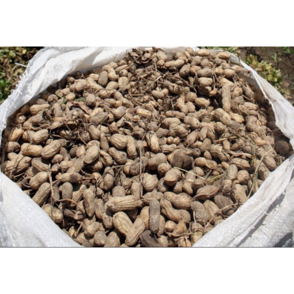 Kacang Tanah Kulit Mentah 1kg