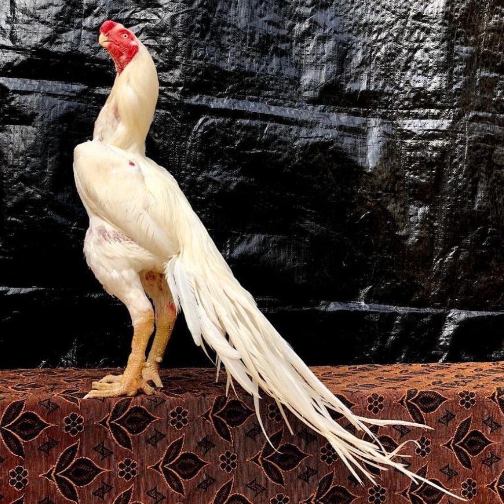 

Telur Ayam Assel Parrot Fertil Buat ditetaskan