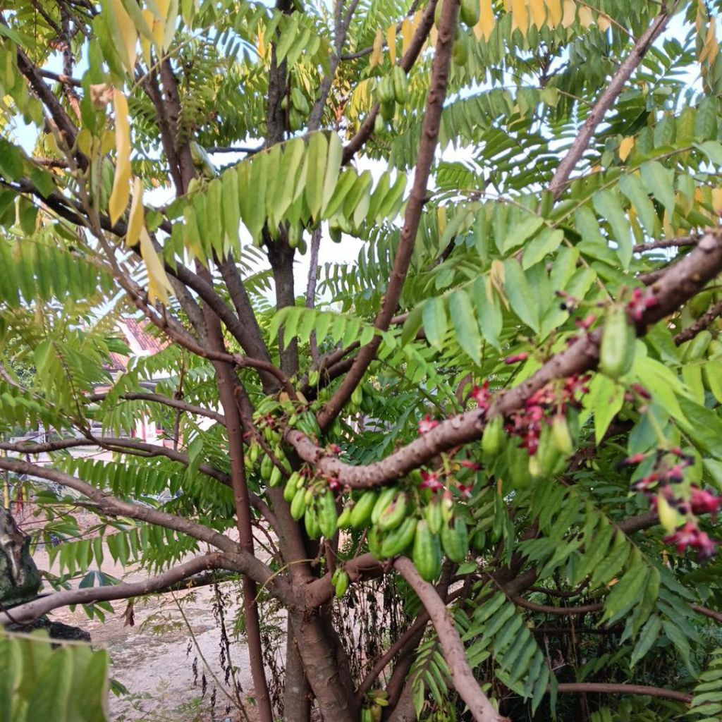 

Belimbing Wuluh Fresh Langsung Ambil dari pohon nya