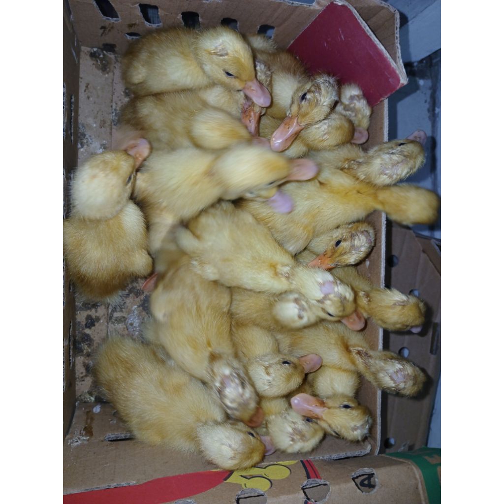 Bebek Peking / Anak Bebek