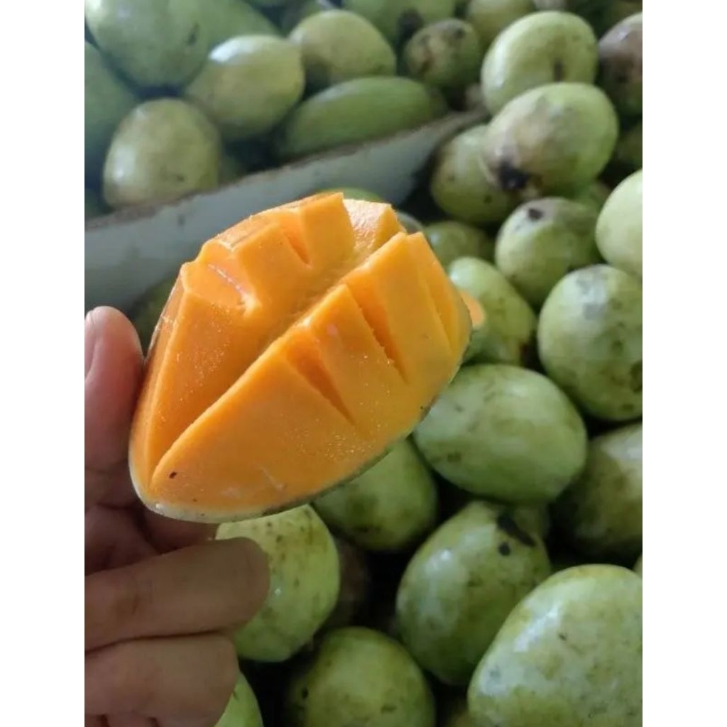 

mangga indramayu matang manis perkilo gram isi 2 sampai 3 buah