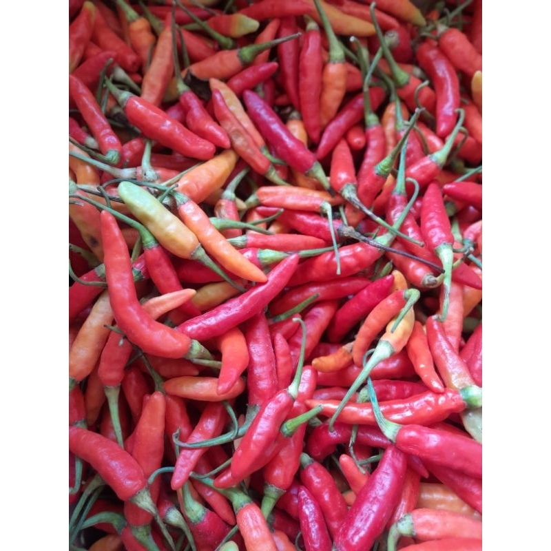 

cabe rawit merah segar