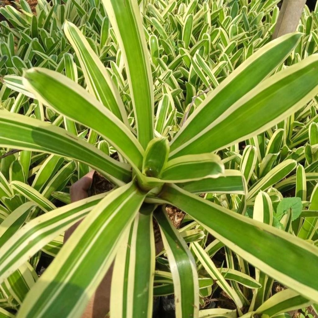 Tanaman Bromelia Mini Hijau Putih / Bromelia Mini White Green / Bromelia Varigata / Varigated Bromel