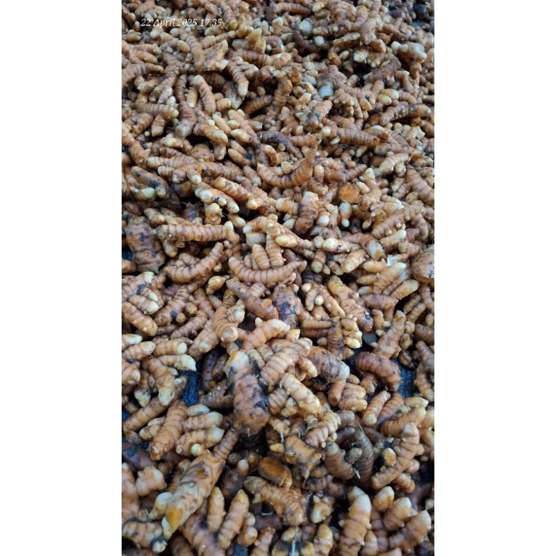 

Kunyit segar 1kg