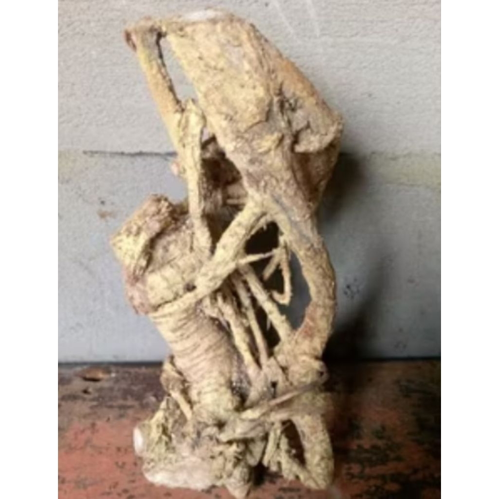 akar kayu mimang unik asli alami