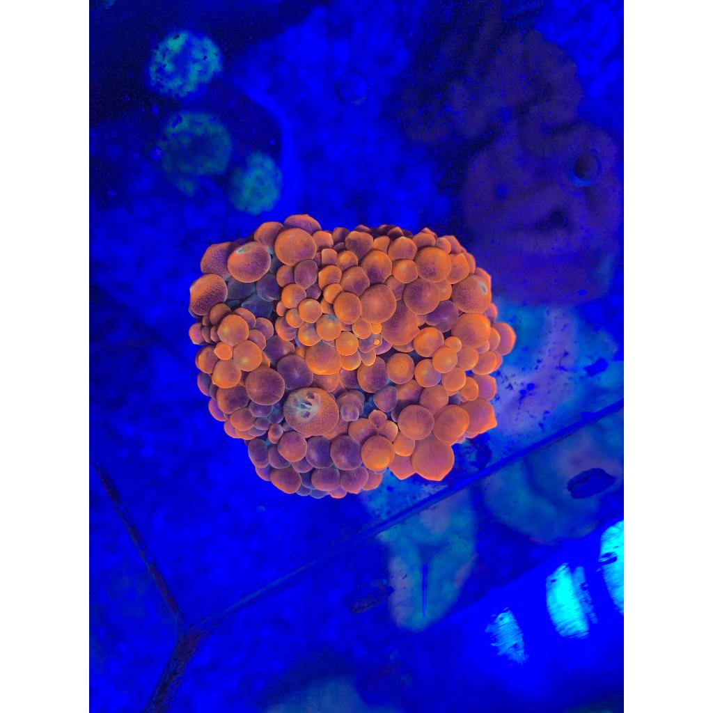 Anemon Jagung Merah Multicolour / Red Bubble Tip Anemone