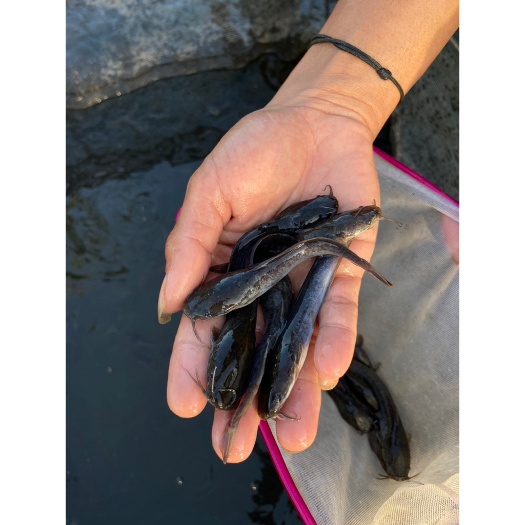 

paket murah benih ikan lele