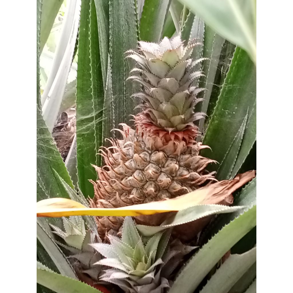 

nanas muda merah