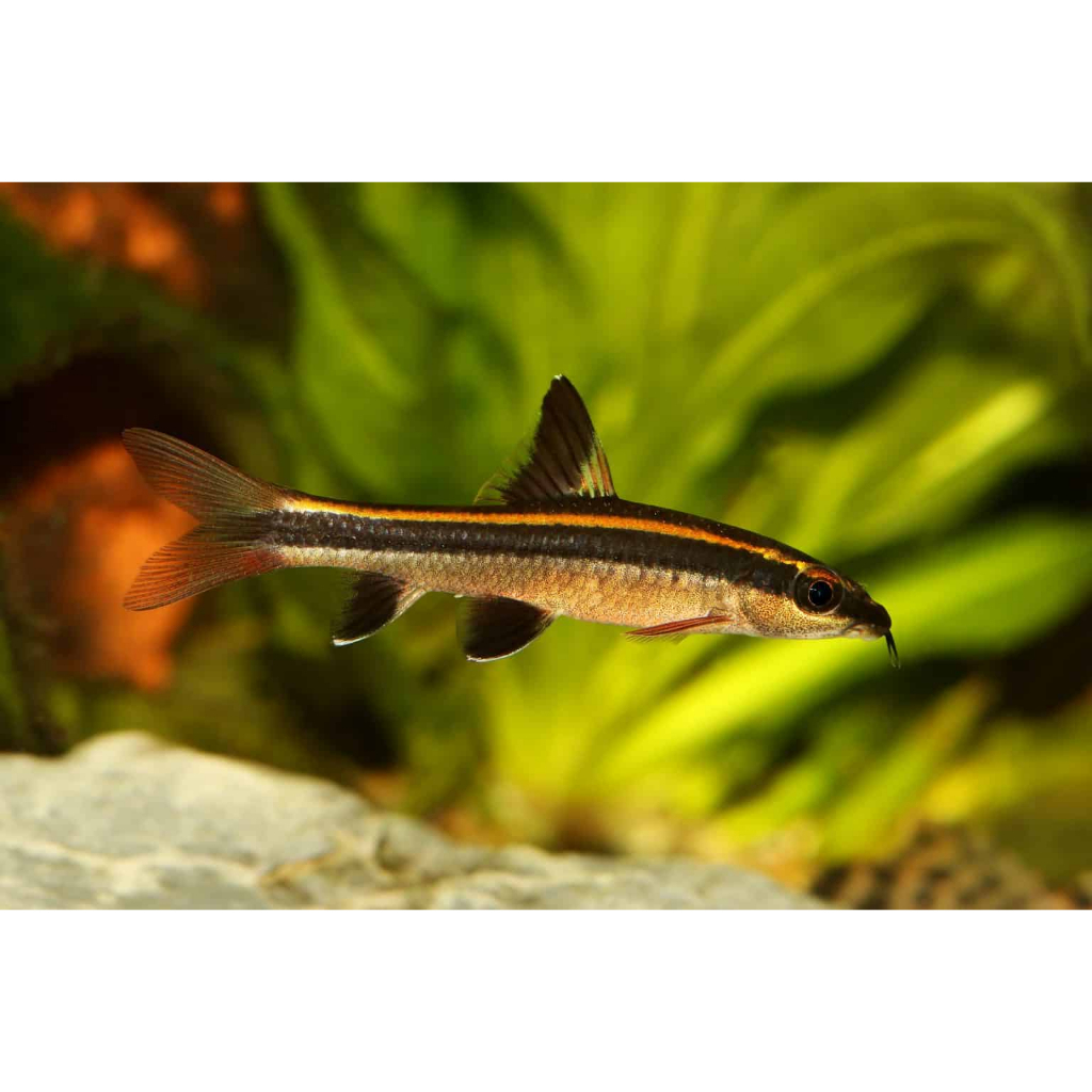 Ikan Hias Flying Fox / Ikan Pembersih Aquascape / Alga Eater Terbaik / Pemakan Alga Rambut