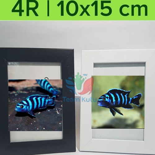 ( O ) IKAN CICHLID Siklid Demasoni