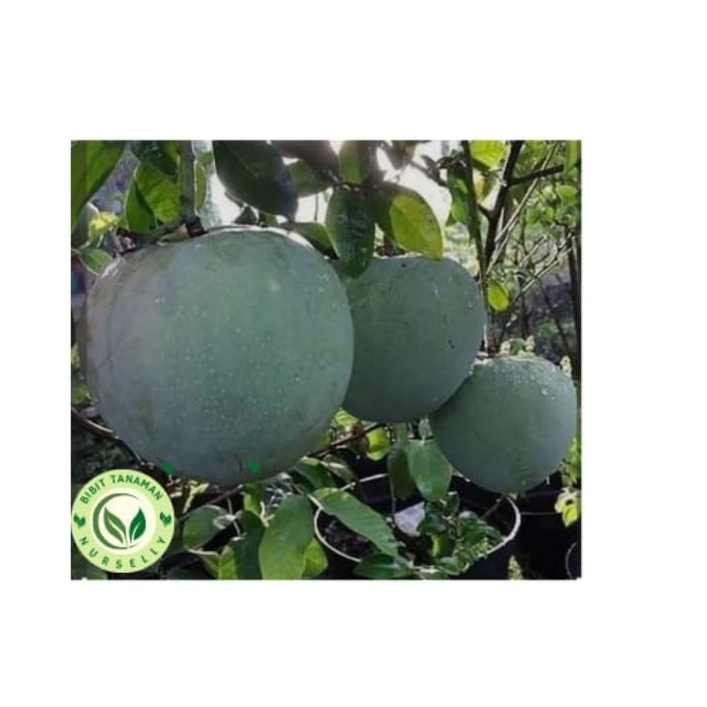 Bibit Pohon Mangga Kelapa / Mangga Lokal Jumbo / Berat Mangga 1kg Per Buah / Mangga Menyerupai Kelap