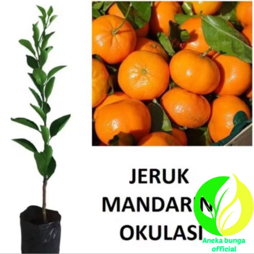 POHON BUAH JERUK MANDARIN SUDAH OKULASI CEPAT BERBUAH / TANAMAN BUAH JERUK MANDARIN