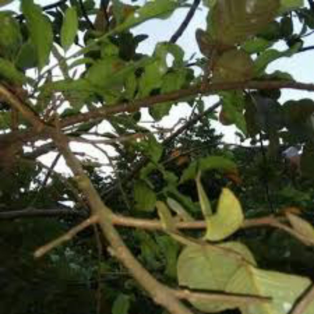 

daun benalu jambu air 300grm