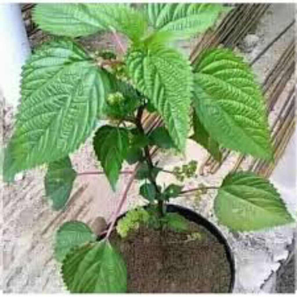 

daun pulus ayam segar 300grm