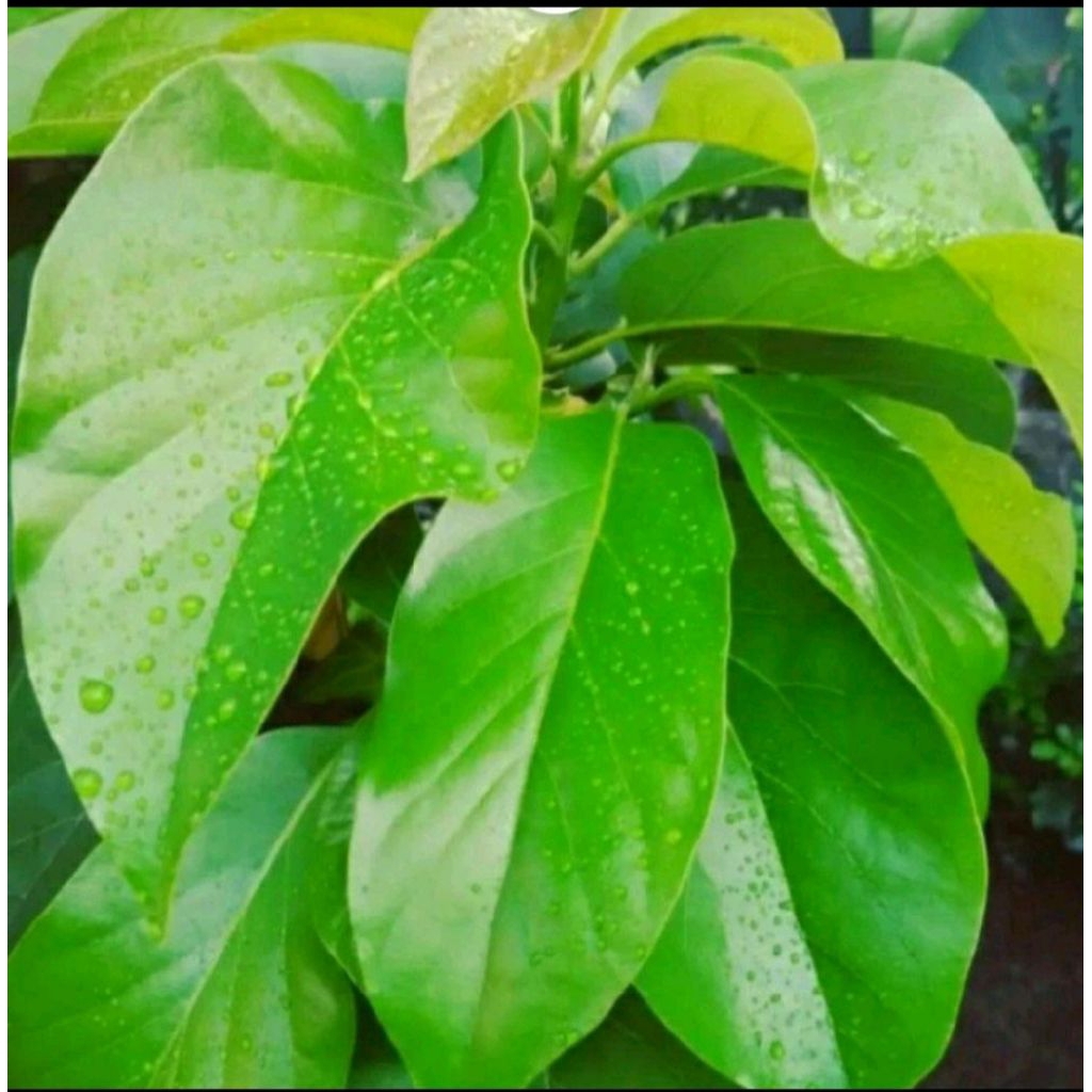 

Daun alpukat segar obat alami