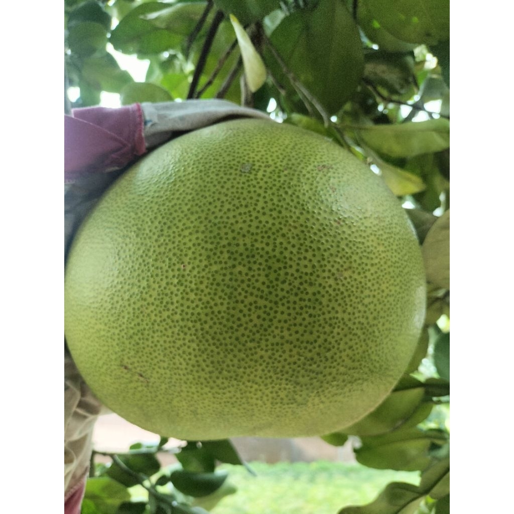 

JERUK PAMELO MADU MANIS MERAH (PREMIUM) Tanpa biji asli bageng Pati - Muria 1,0 kg -1,2 kg