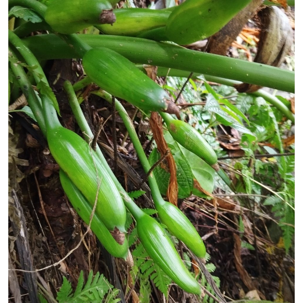 

Buah cariang segar buah tanaman cariang segar 500 gram-az
