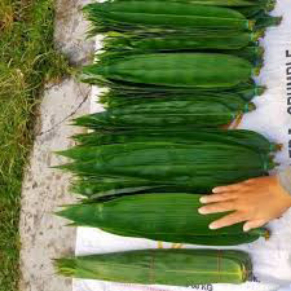 

100 lmbr daun bacang bamoo UK 8-9cm fresh segar dadakn di kebun banyak stok melimpah