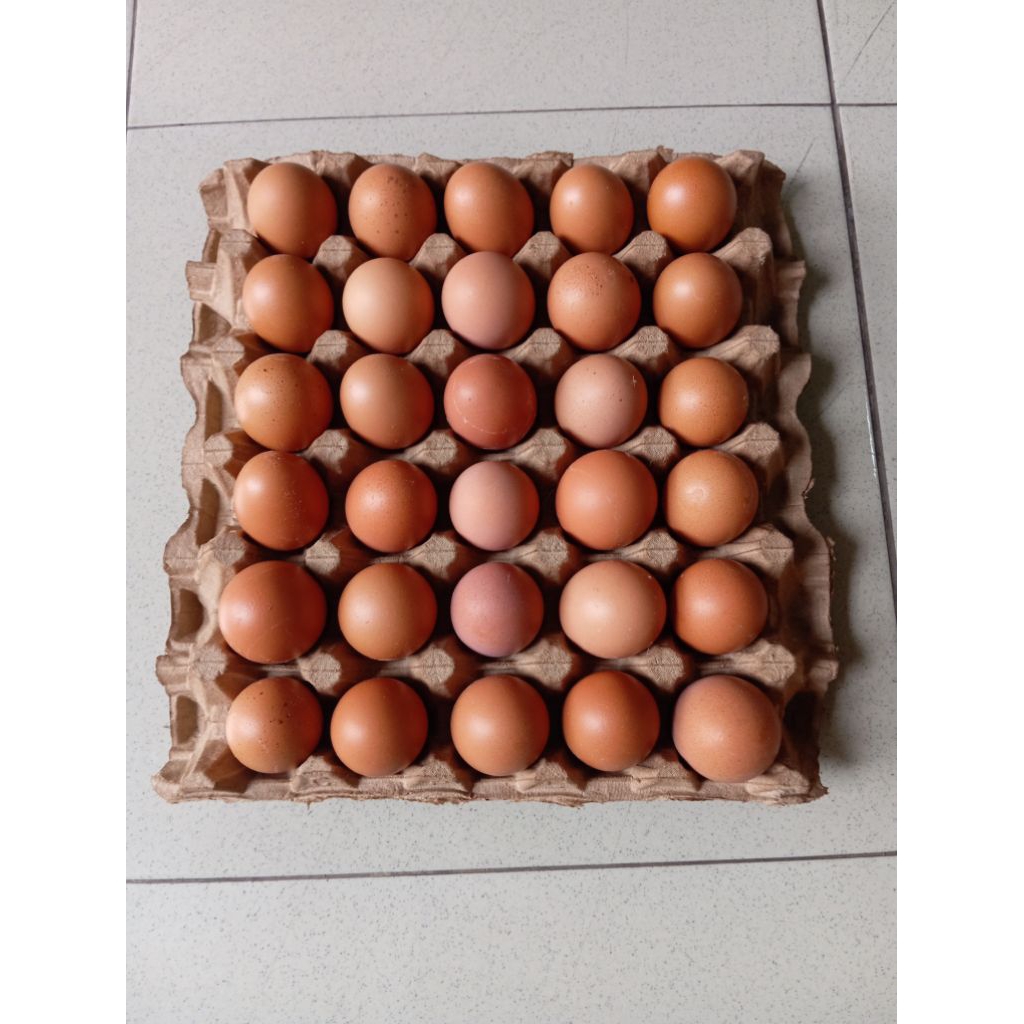 

Telur Ayam Negeri Fresh 1 Tray isi 30 butir