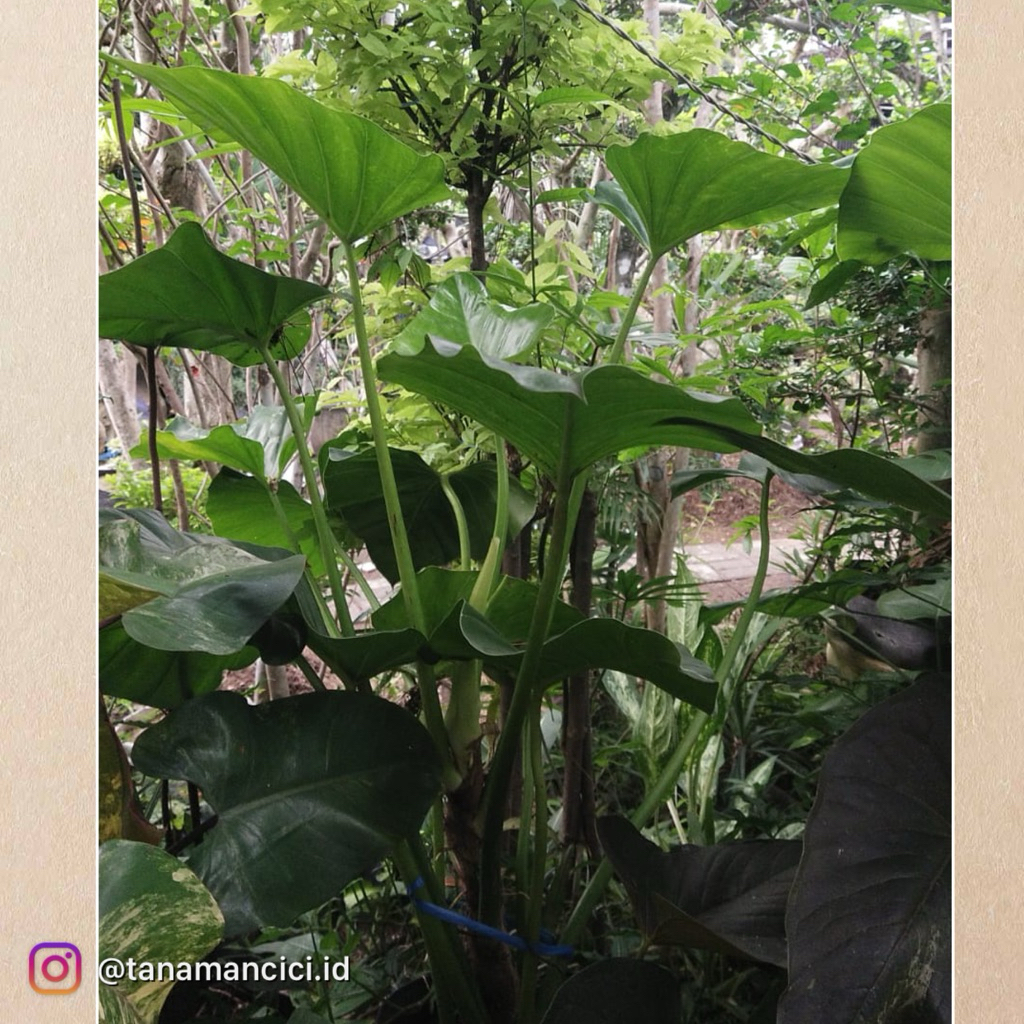 tanaman hias philo marble jumbo tinggi 1m