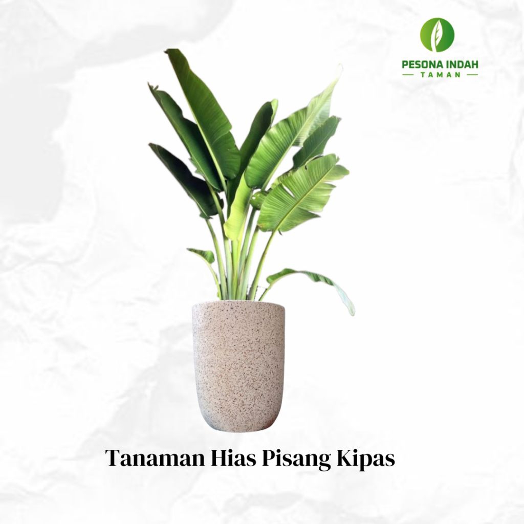Tanaman Hias Pisang Kipas / Tanaman Pisang Kipas