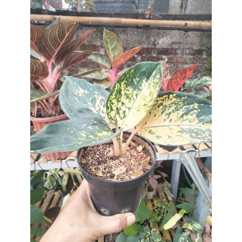 aglonema suksom white