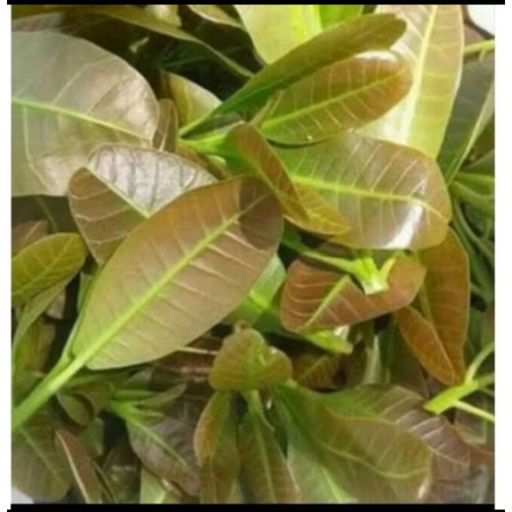 

DAUN JAMBU METE MUDA