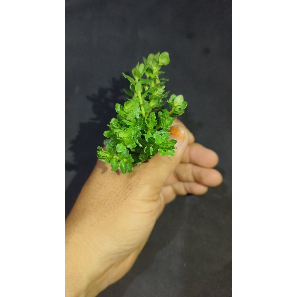 tanaman aquascape amania bonsai