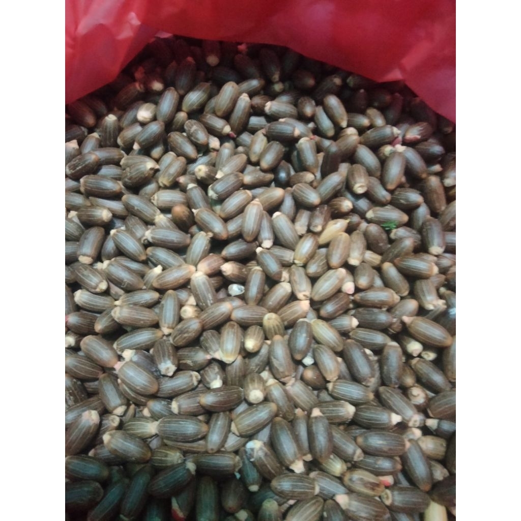 

Biji Melinjo/Tangkil Berat 1Kg Termurah & Sudah Dikupas