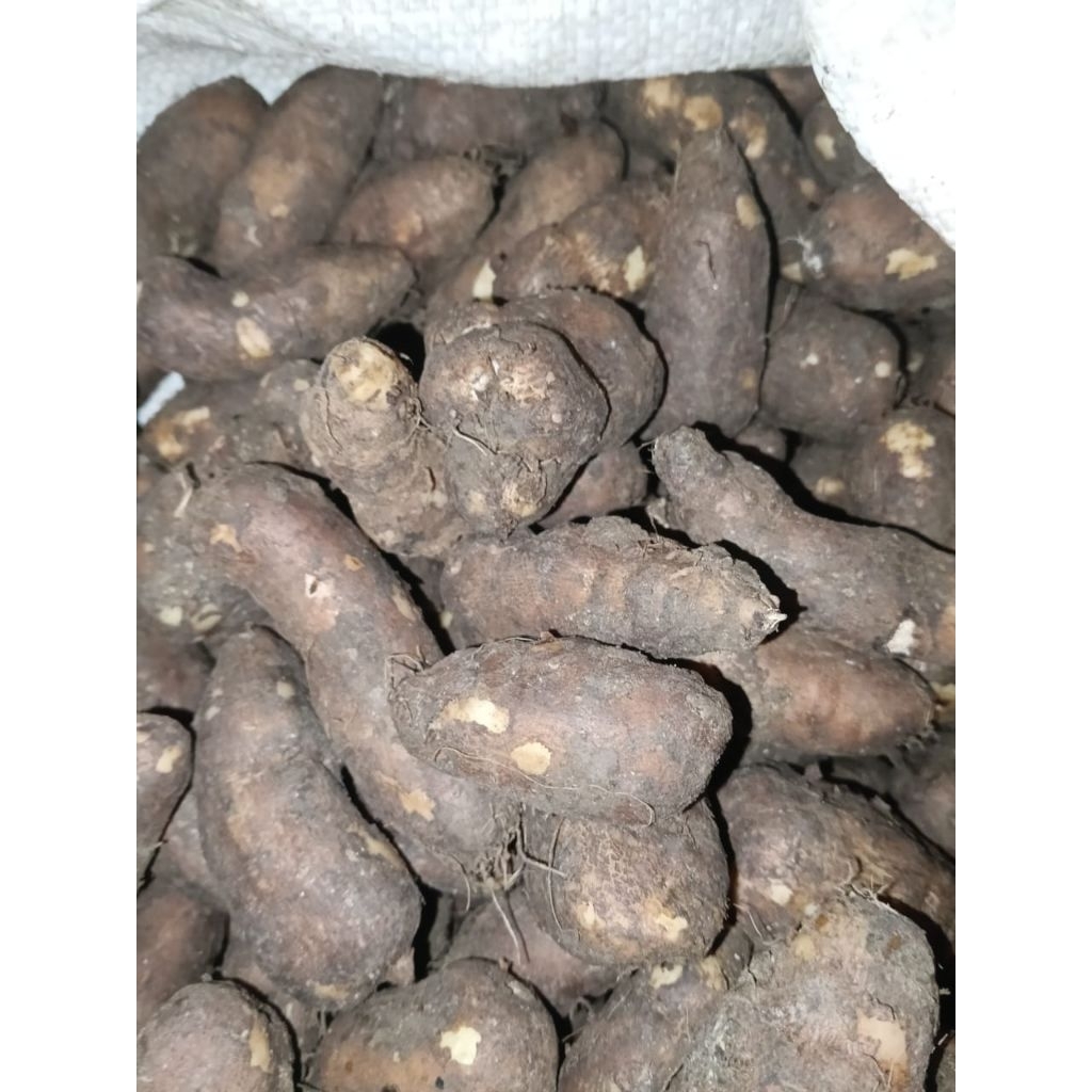 

Kentang Hitam Kemasan 1 Kg