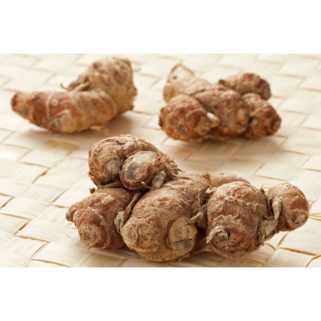 

Kencur Segar Berkualitas Kencur Fresh Murah 1kg