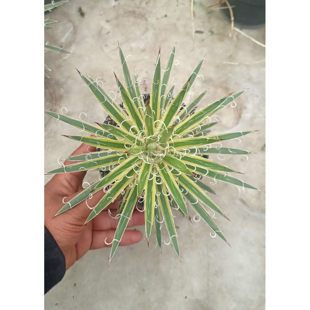 Agave Leopoldii Variegated Var samping